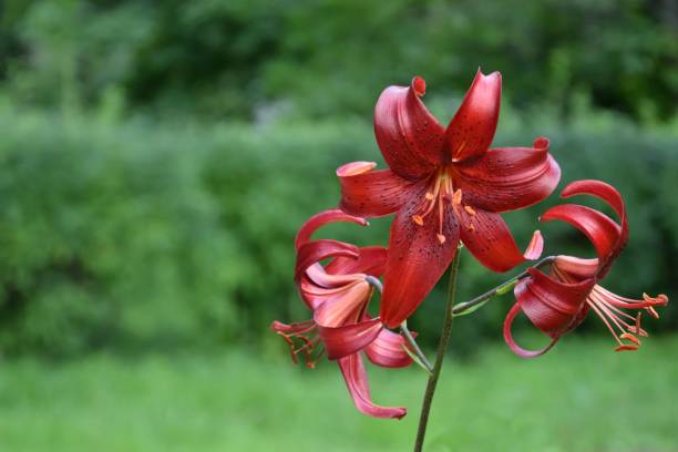 la fleur du plus beau lys (lat. lílium) de la variété cherrywood. - cherrywood photos et images de collection