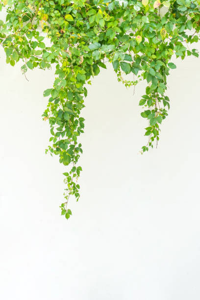 istock ivy leaves isolated on white 1412477060