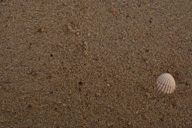 istock background of seashells 1412477074