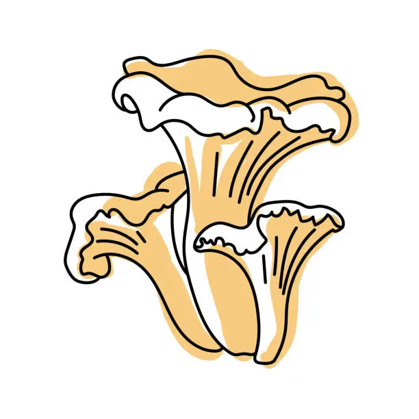 Vector illustration of Chanterelle mushroom. Isolated on white background. Edible forest mushrooms. Line art with splashes of color added. Pastel colors.