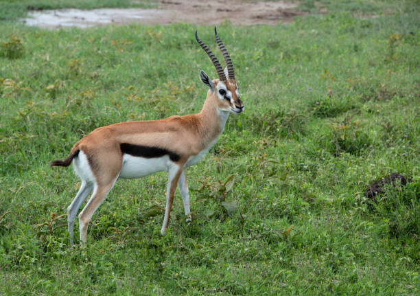 samiec jelenia gazeli thompsona z długimi spiralnymi skręconymi rogami w tanzanii, afryka - thomsons gazelle zdjęcia i obrazy z banku zdjęć