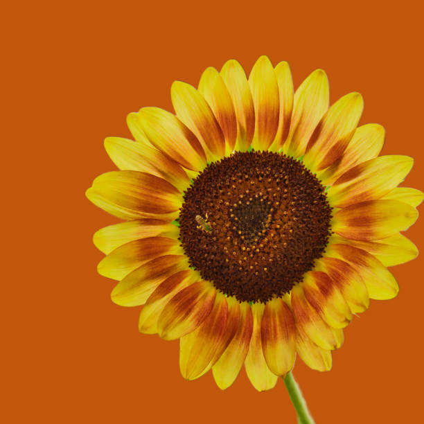 istock Orange and Yellow Sunflower with Orange Background 1412480050