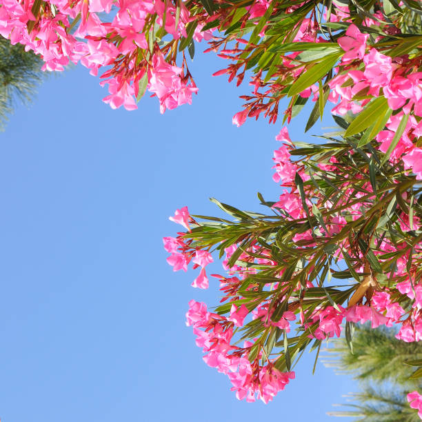 Oleander flowers against the blue sky.