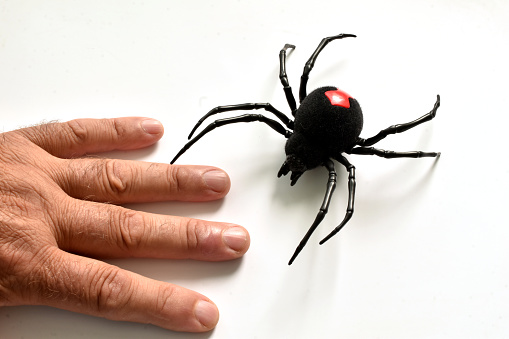 Children's toy, black widow spider and male hand.
