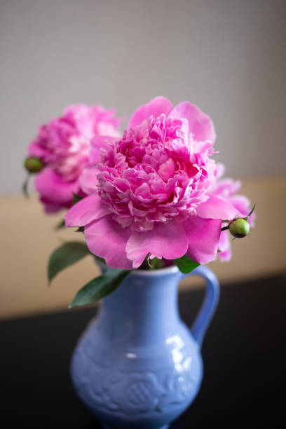 istock beautiful fresh pink peonies in a crock blue jug 1412482982