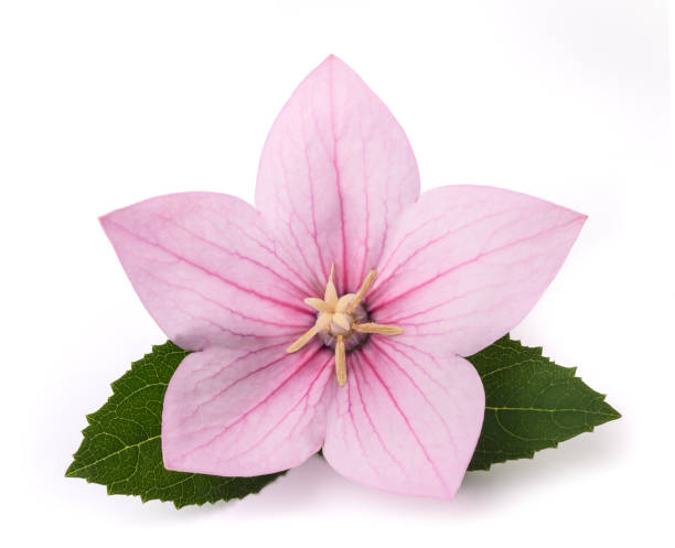 розовый цветок воздушный шар - campanula стоковые фото и изображения