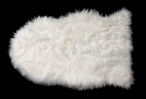 istock White sheep skin isolated on a black background. 1412485960