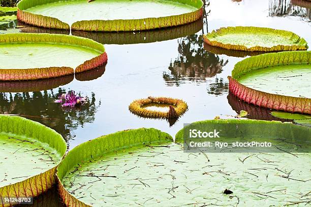 Floating On The Water Lily Stockfoto und mehr Bilder von Baumblüte - Baumblüte, Blatt - Pflanzenbestandteile, Blume