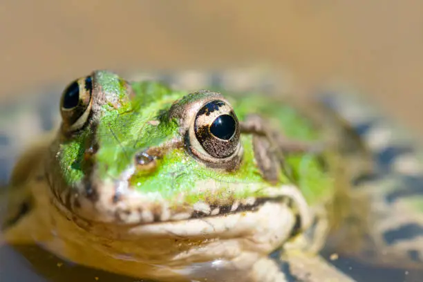 Iberian waterfrog, Iberian green frog, or Coruna frog (Pelophylax perezi)  portrait in extreme close range.