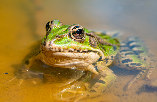 Iberian waterfrog, Iberian green frog, or Coruna frog (Pelophylax perezi)  portrait in extreme close range.