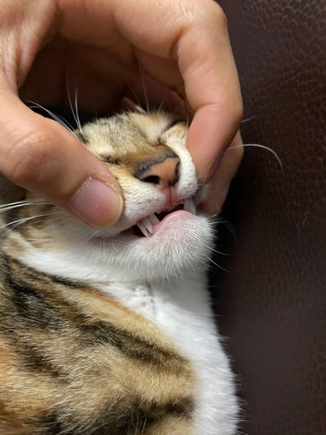 istock Small kitten in the process of changing milk deciduous teeth. Both sets of fangs are visible. These cat teeth are replaced with no apparent effort in a matter of days after being together 1412487835