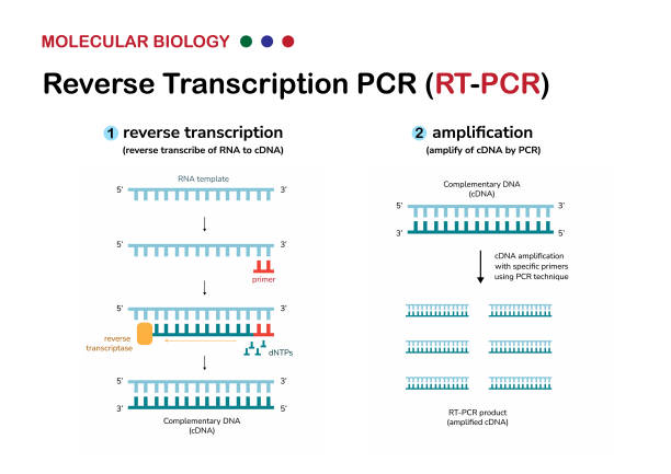 Molecular Biology Diagram Explain Concept And Process Of Reverse  Transcription Or Rt Pcr For Amplify Genetic Material From Rna Or Detect  Covid19 Virus Stock Illustration - Download Image Now - iStock