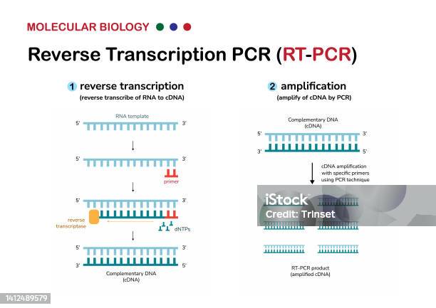 Molecular Biology Diagram Explain Concept And Process Of Reverse ...