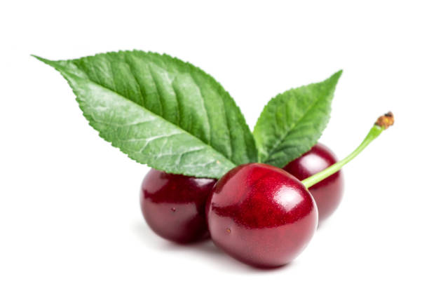 Cherry isolated. Sour cherry. Cherries with leaves on white background. Sour cherries on white.