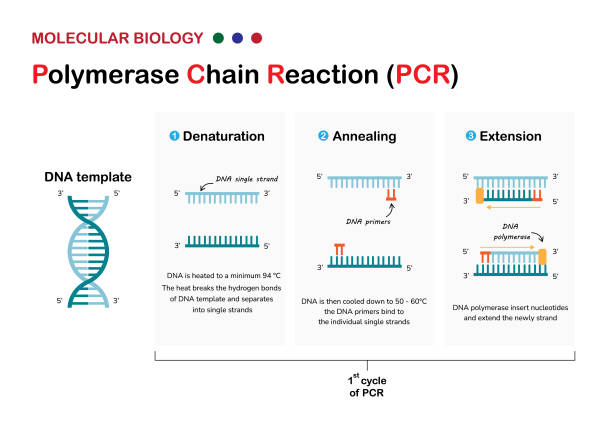 Molecular biology present principle and process of polymerase chain reaction  or PCR technique for DNA amplification Molecular biology present principle and process of polymerase chain reaction  or PCR technique for DNA amplification medical transcription stock illustrations