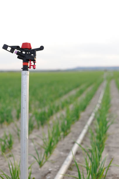 istock Sprinkler in garlic cultivation land. Irrigation system stopped in a garlic cultivation plot. Background blurred. 1412492674