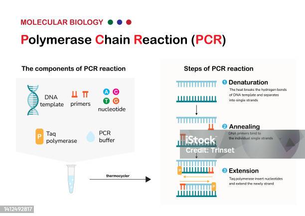 Pcr Prinzip Molekularbiologie Präsentiert Prinzip Und Prozess Der ...