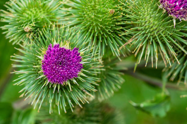 istock Greater burdock or edible burdock flowers, Arctium lappa 1412494540