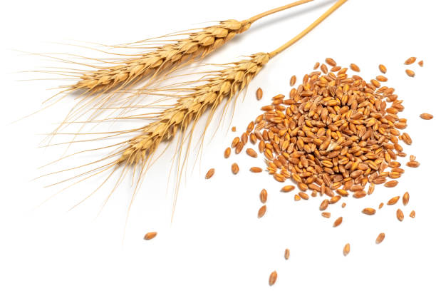 istock Grain and ears of wheat isolated on white background. Top view 1412494616