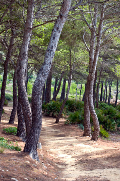 Pine forest near Cap de Pere on Mallorca in Spain on 24.9.2009