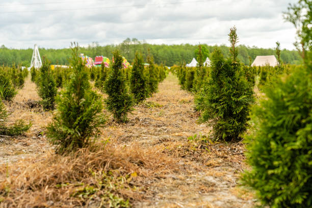 istock View on young fir trees field 1412496178