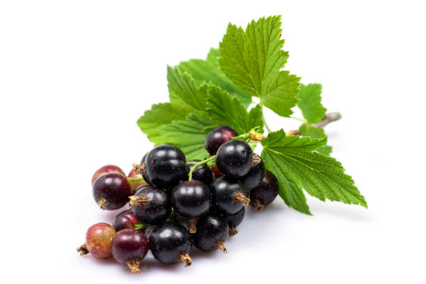 istock Black currant with leaves on white bacground 1412497090