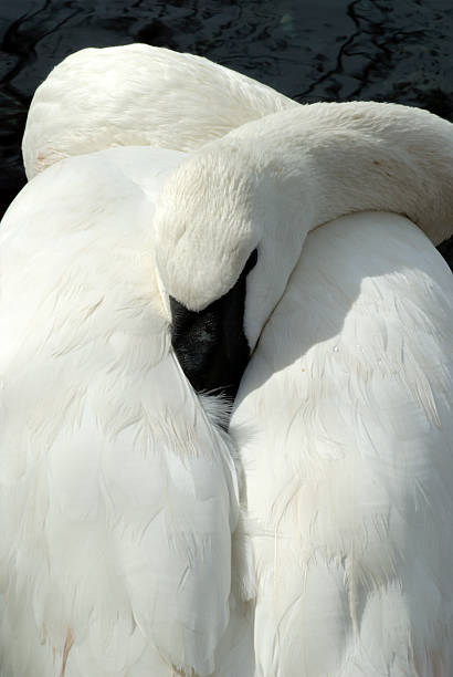 swan resting head on back stock photo