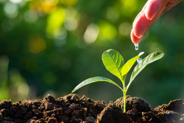 istock young plant growing in garden with hand watering young tree with sunlight 1412502719