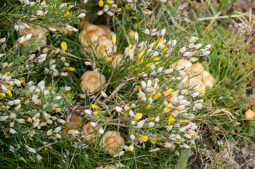 photograph of a species of psilocybin mushroom from the order agaricales that has chemical components that make it hallucinogenic