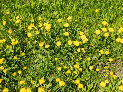 Background. Bright green lawn with yellow dandelions on a sunny summer day.