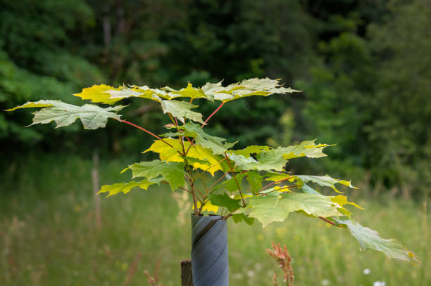istock Young tree in a protective tube in a rural location 1412505943