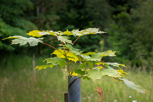 Newly planted young tree in a protective tube in a rural location in south west Scotland