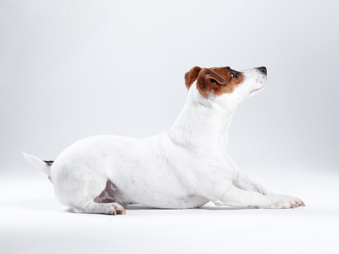 Studio portrait with white background of a beautiful West Highland white terrier dog leaning out on the balcony in profile with his tongue out