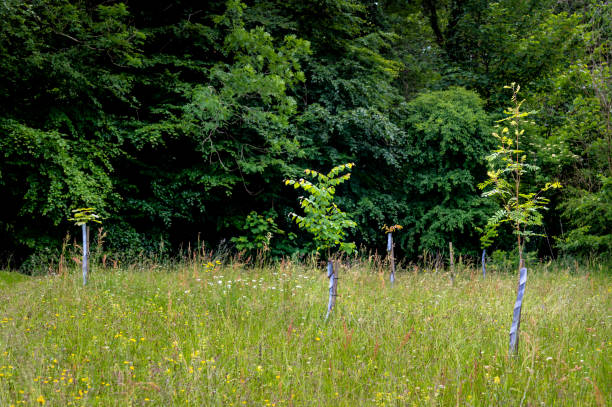 Young trees planted next to deciduous woodland in rural Dumfries and Galloway Scotland