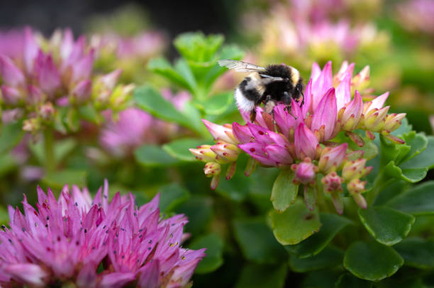One bumblebee collecting pollen from a garden flower in Scotland on a summer day