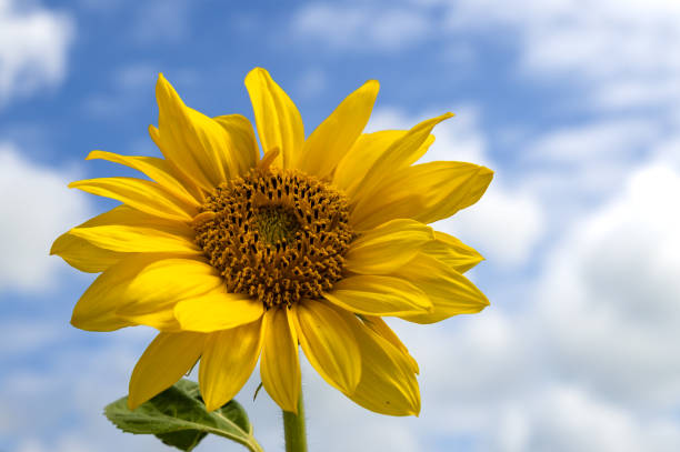 istock Small sunflower in a garden on a summer day 1412506756