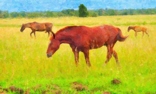 The picture was drawn by oil paints in 2011 artist Burmakin Vladimir. In a picture two horses and a foal on a pasture in a green field are represented