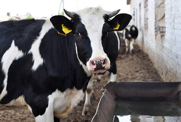 istock Closeup of cows in a pasture drinking from a trough 141250876