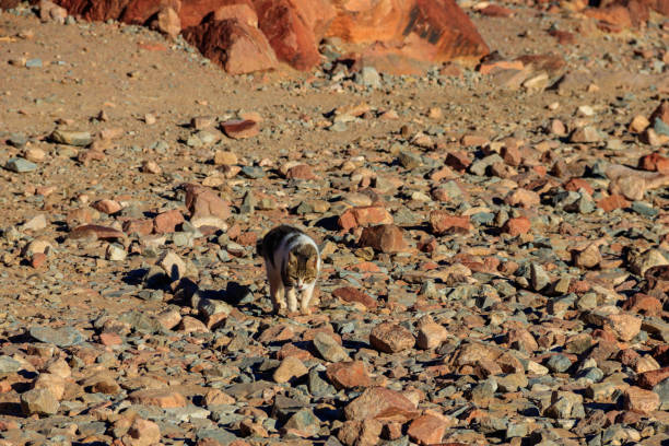 chat errant dans le désert du sinaï, égypte - 7595 photos et images de collection