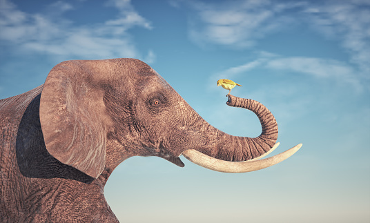Elephant holding a yellow bird. Friendship and connection concept. This is a 3d render illustration