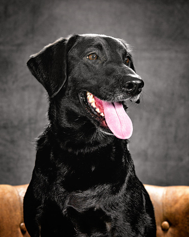 A black labrador retriever lying in the grass in a backyard in Fall.