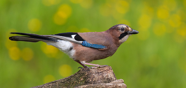 Eurasian Jay, perched. Garrulus glandarius.