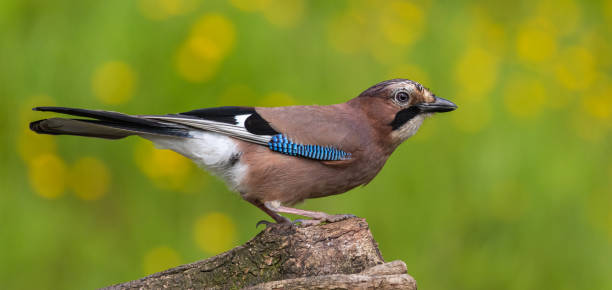 Eurasian Jay Eurasian Jay, perched. Garrulus glandarius. jay stock pictures, royalty-free photos & images