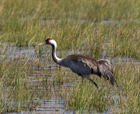 Common Crane in water meadow. Grus grus.