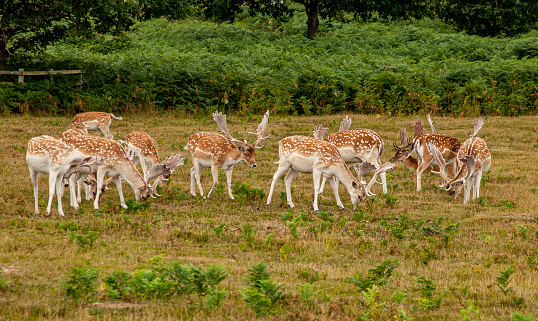 Pack of deers at Bradgate Park Leicester