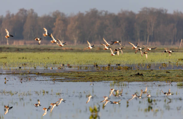 istock Northern Shoveler Duck 1412512177