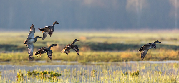 Northern Shoveler Ducks in flight, early morning