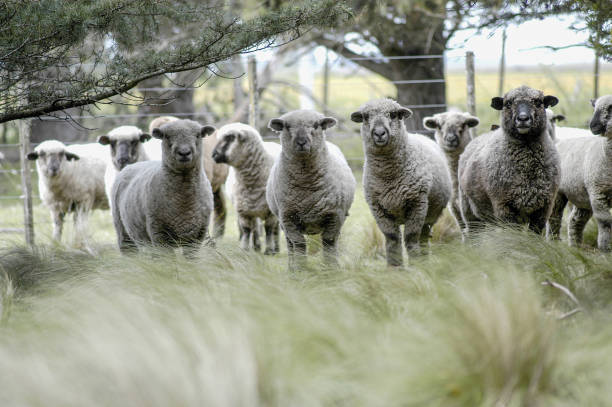 istock Group of sheep in a field landscape. 1412512830