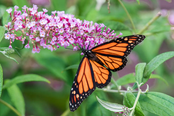 istock Monarch butterfly on pink flower 1412513123