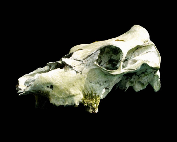 istock old weathered cow skull with cracked bone and moss on a black background 1412514560